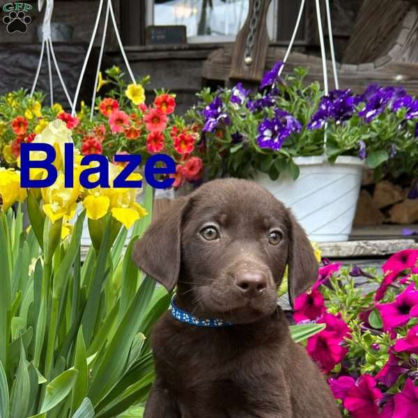 Blaze, Chocolate Labrador Retriever Puppy